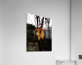 Last leaves Acrylic Print