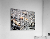 Seeds after winter Acrylic Print