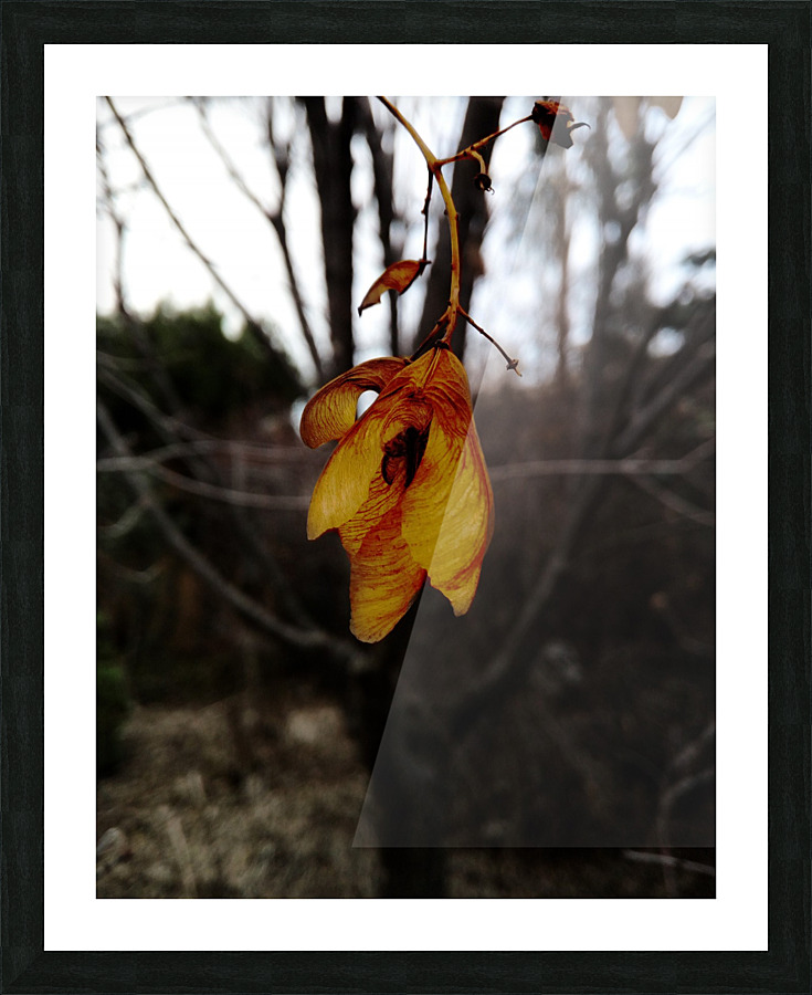 Last leaves Picture Frame print