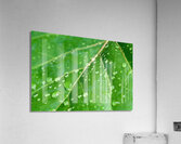 Green leaf with raindrops. Acrylic Print