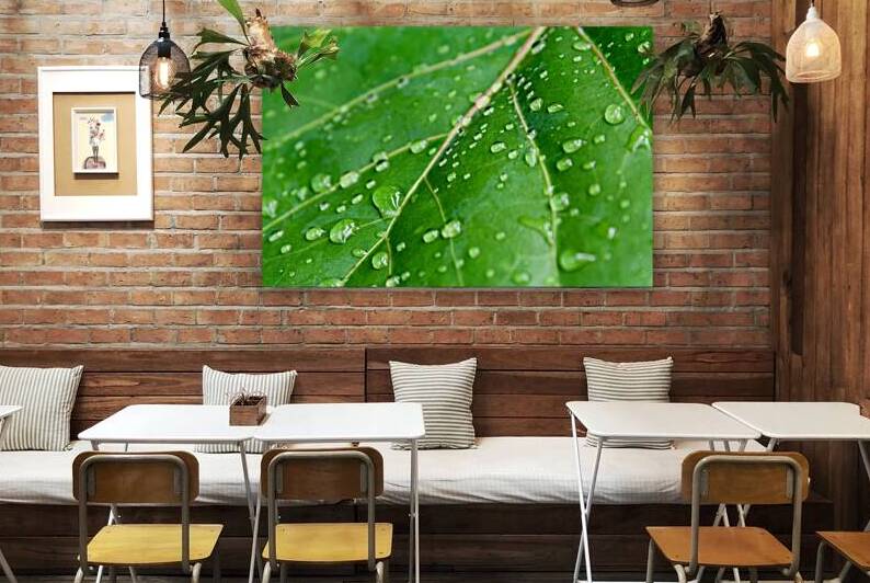 Green leaf with raindrops. by CameraOldStyle