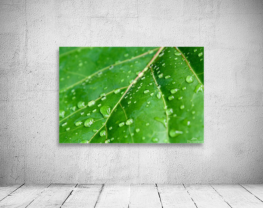 Green leaf with raindrops. Wall Preview