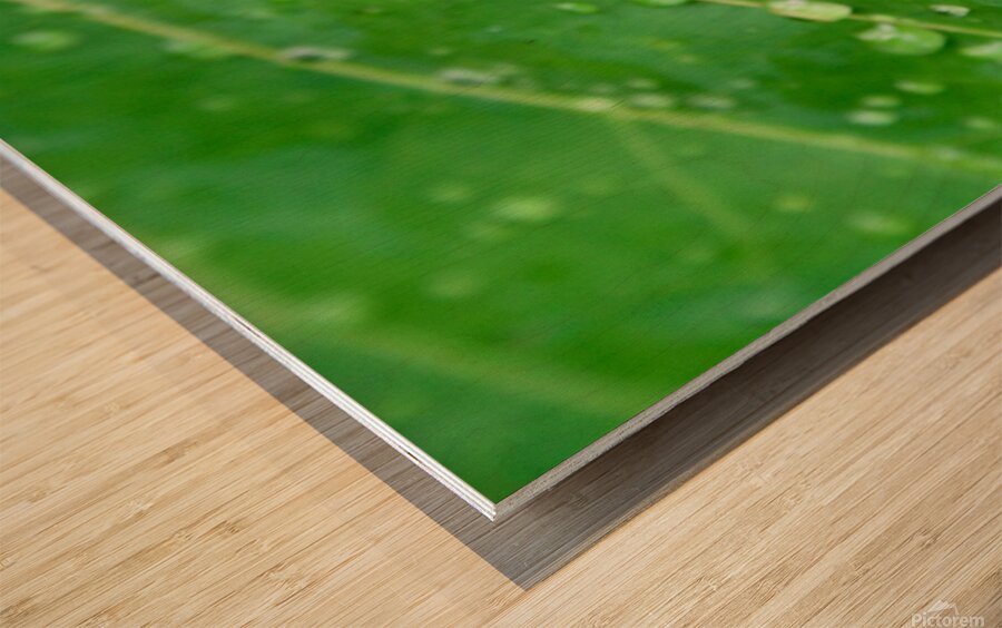 Green leaf with raindrops. Wood print