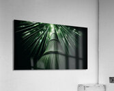 Infinite Bamboo 1 Acrylic Print