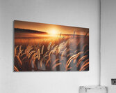   Golden Field Acrylic Print