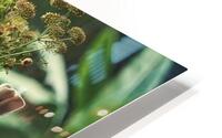   Herbal Sanctuary HD Metal print