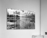 bw pinelands Acrylic Print