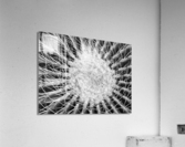 Cactus Acrylic Print