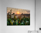 corn cloud  5002 Acrylic Print