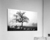 Fogged In Acrylic Print