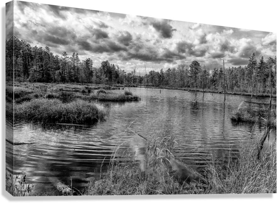 bw pinelands Canvas Print