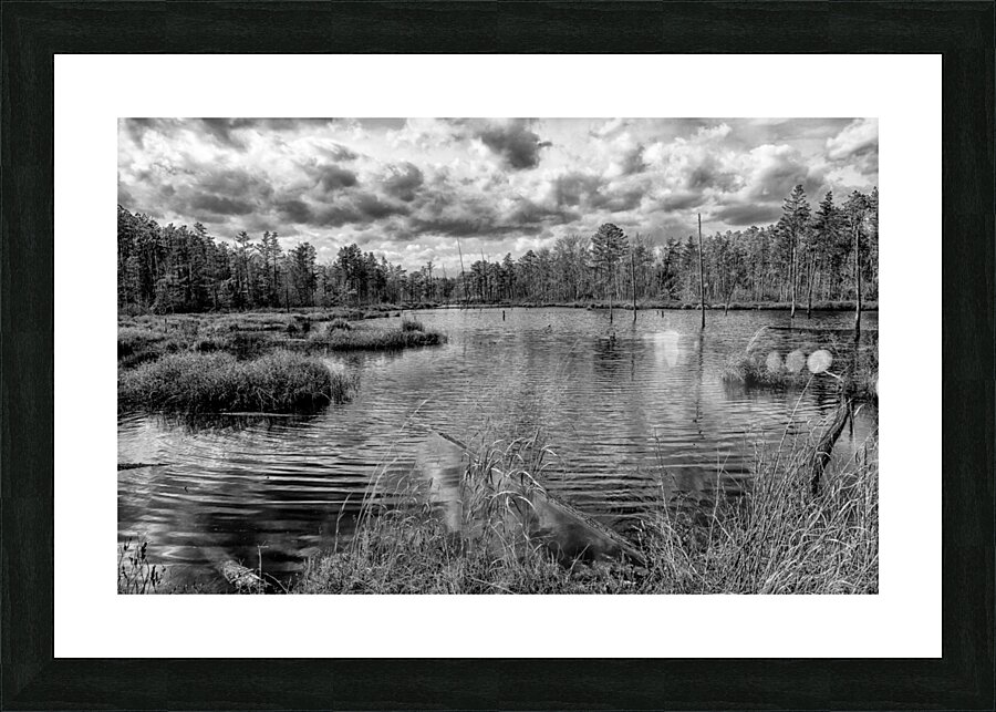 bw pinelands Picture Frame print