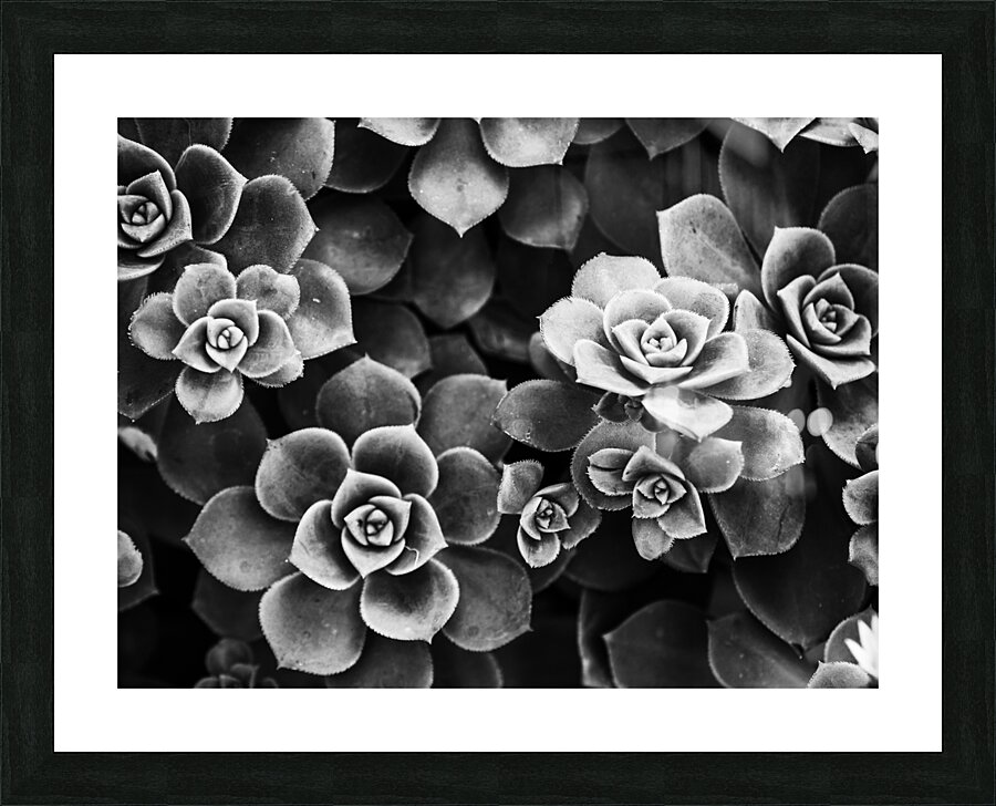 Hen and Chicks Picture Frame print