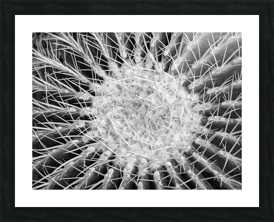 Cactus Picture Frame print