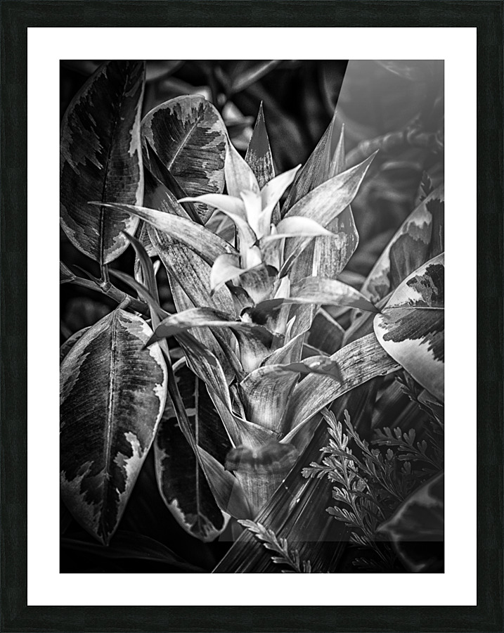 Unknown Flower Picture Frame print