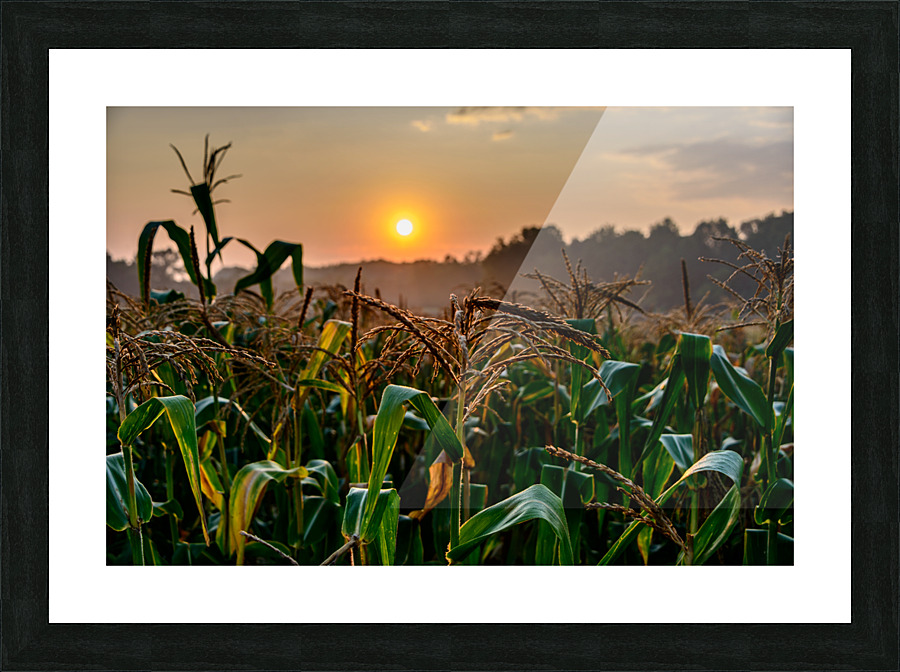 corn cloud  5002 Picture Frame print
