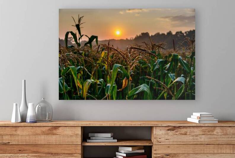 corn cloud  5002 Reproduction