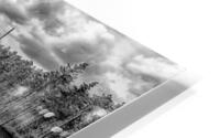 bw pinelands HD Metal print