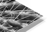 Cactus HD Metal print