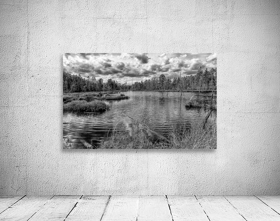 bw pinelands Wall Preview