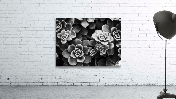 Hen and Chicks Wall Preview