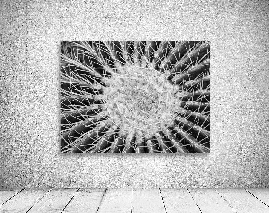 Cactus Wall Preview