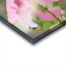 Hibiscus Acrylic print