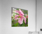 Hibiscus Acrylic Print