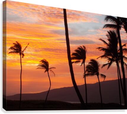 Maui Palms Canvas Print