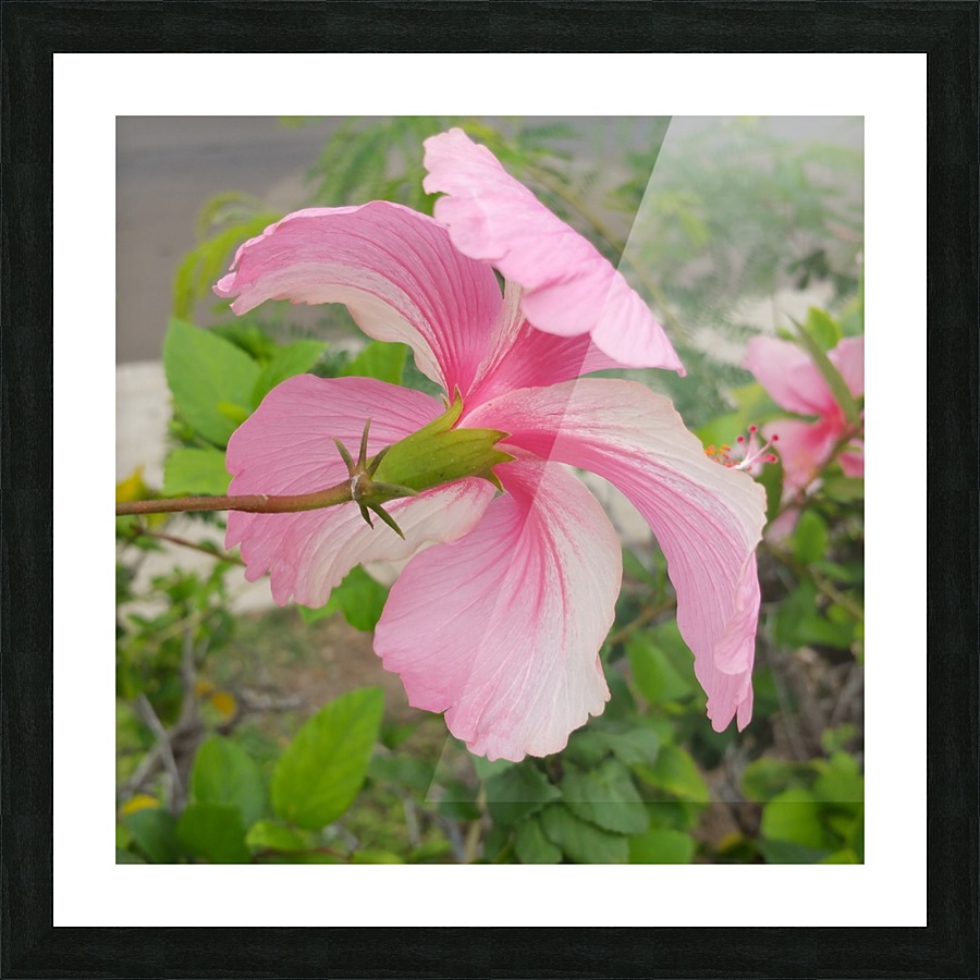 Hibiscus Picture Frame print