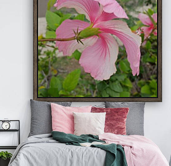 Hibiscus Reproduction