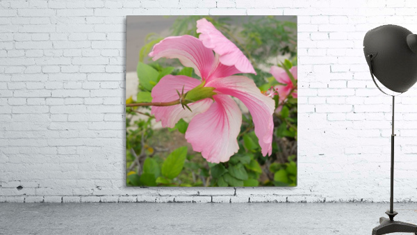 Hibiscus Wall Preview