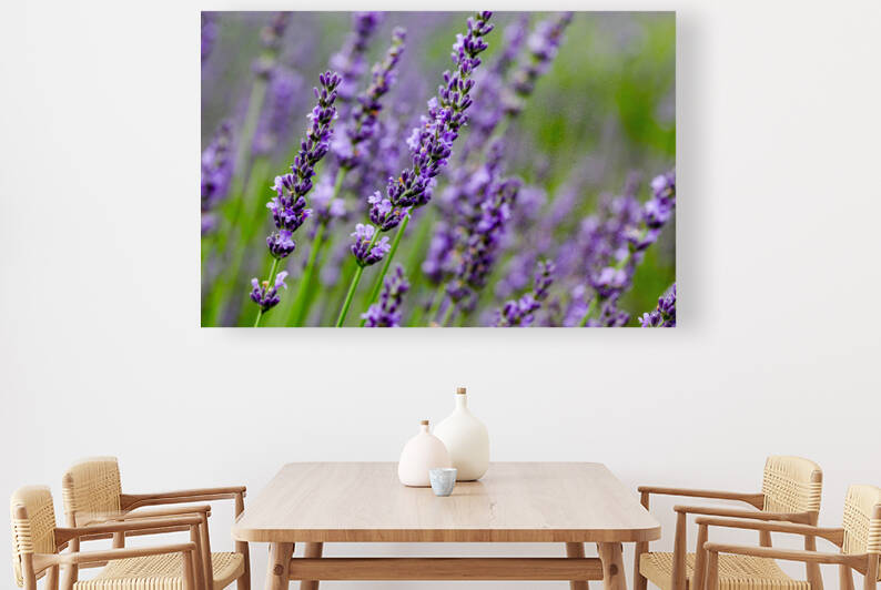 Background from lavender in summer  by MVP