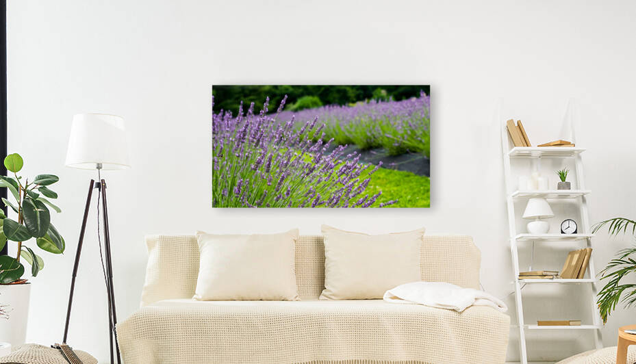 Background from lavender in summer  by MVP