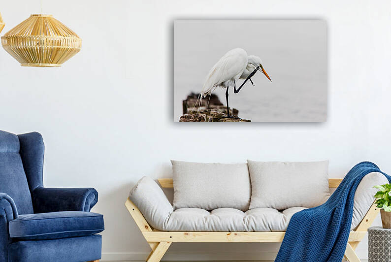Great egret standing scratching his head  by MVP