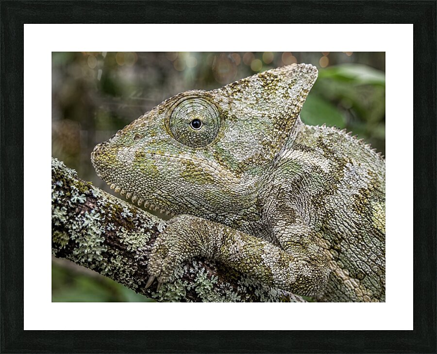 Camouflage 7 Picture Frame print