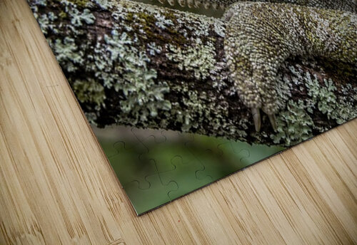 Camouflage 7 Ego Crash puzzle