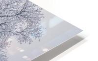 Winter Wetland HD Metal print