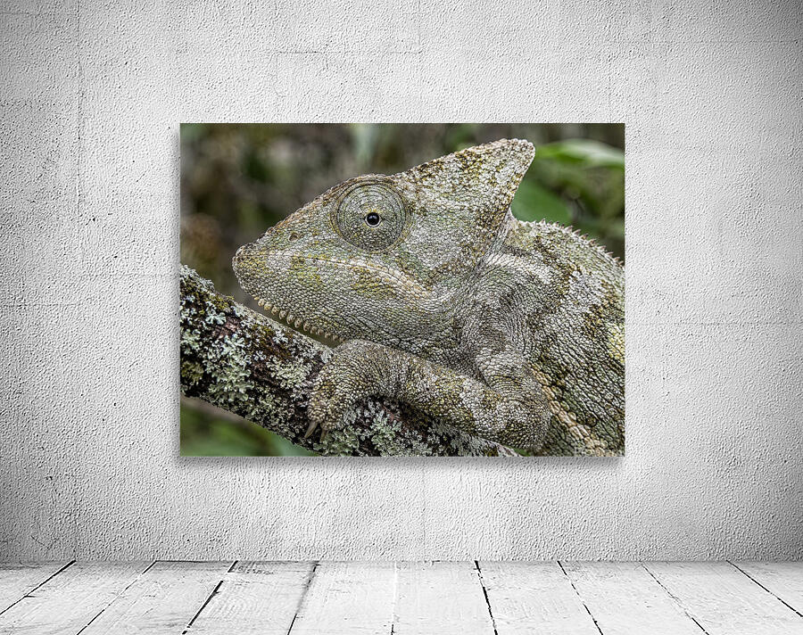 Camouflage 7 Wall Preview