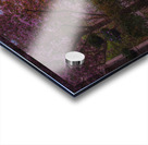 Crab apple blossom pathway Acrylic print