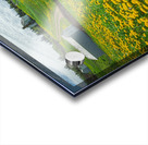 Bonaventure Dandelion Carpet Acrylic print