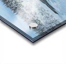 Lady Evelyn Winter Wonderland Acrylic print