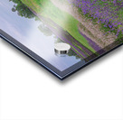 Lavender Field Dreams Acrylic print