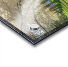 Spencer Park Cherry Blossom Splendor Acrylic print