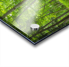 Summer fresh forest glow Acrylic print