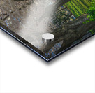 Cherry Blossom Pathway during sunrise Acrylic print