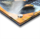 Autumn Crossfox Acrylic print