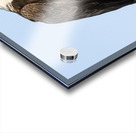 Bald Eagle portrait Acrylic print