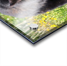 Black Bear Enjoying dandelions Acrylic print