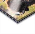 Friendly Giant   Wood Bison Acrylic print